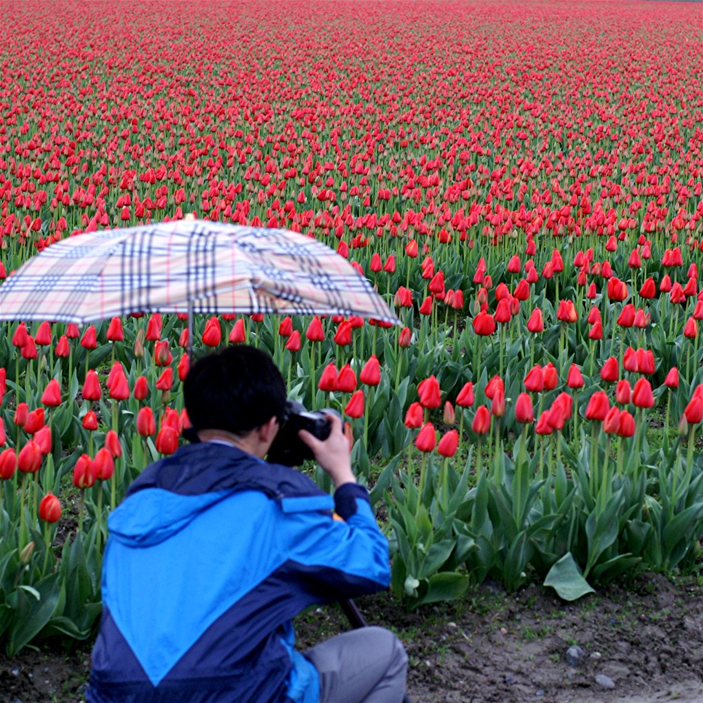Tulip Festival -- Skagit Valley, WA 