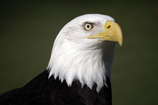    All our products are
Proudly Made in the USA